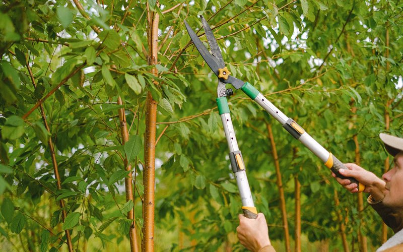 Tree trimming in Thorsby, AL